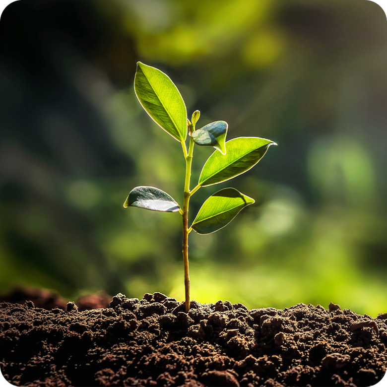 Tree beginning to grow in soil