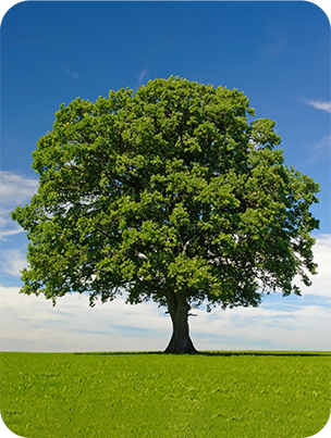 Bright green tree in an open field