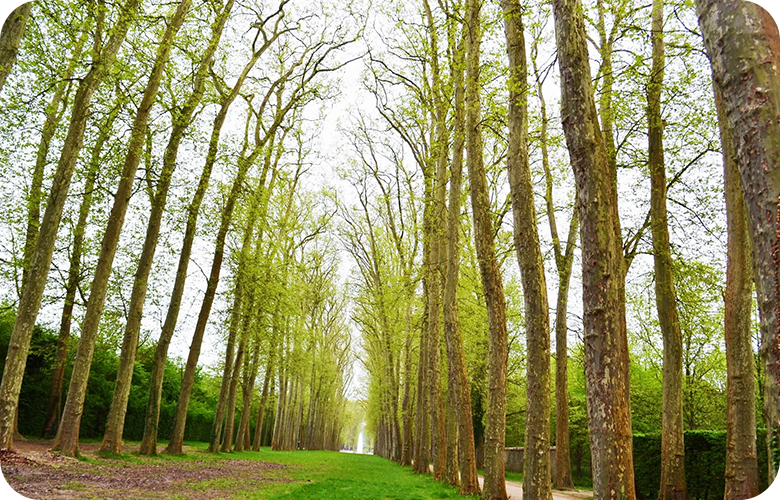 Horizontal line of trees down a walkway