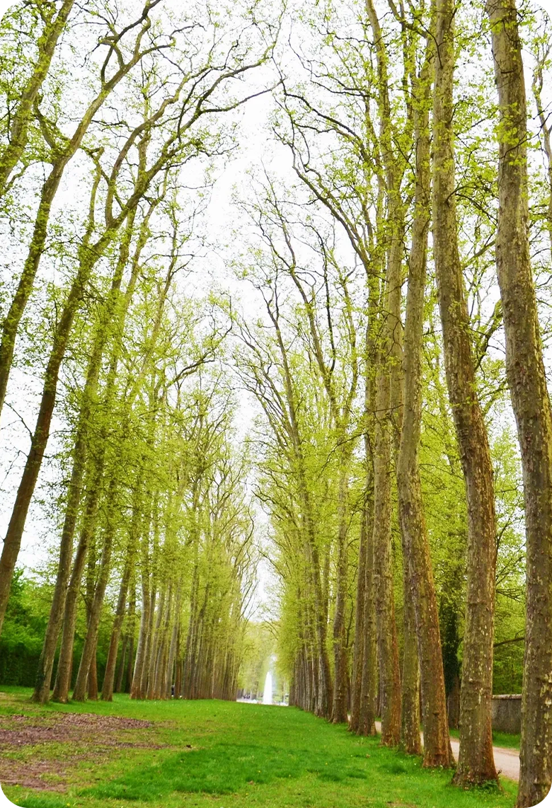 Vertical line of trees down a walkway