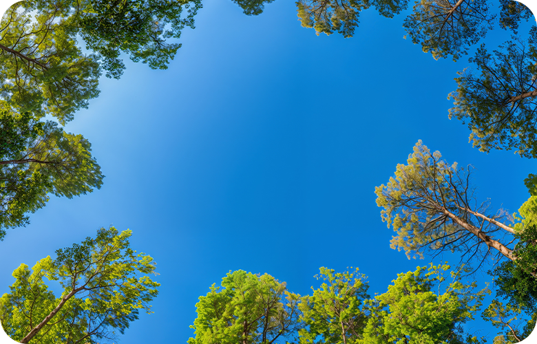 Horizontal trees into the sky