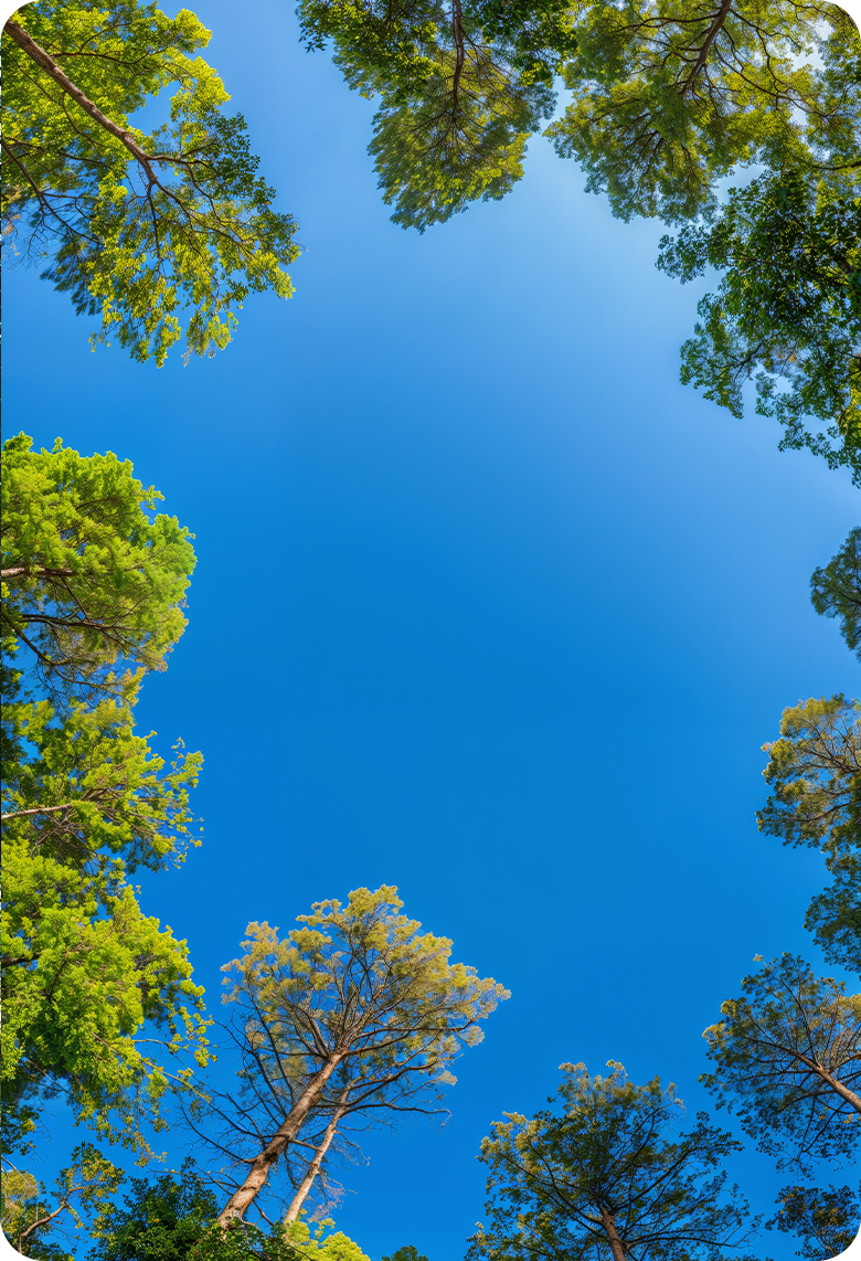Vertical trees into the sky